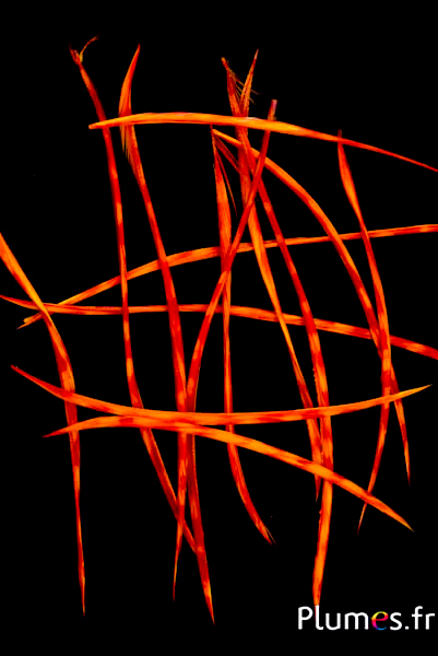 Oie strippé  - 10-17 cm - orange-rouge